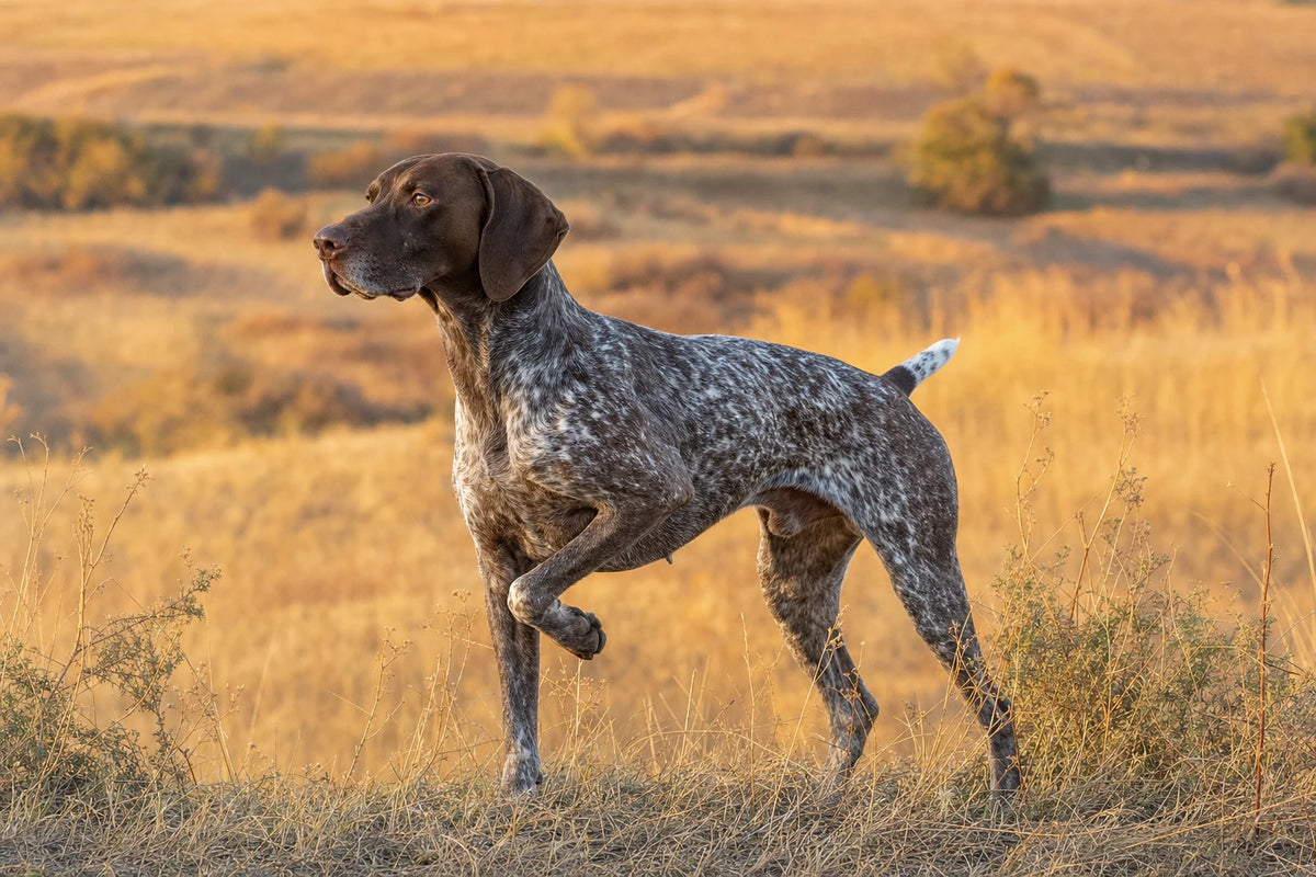 A healthy German Shorthaired Pointer