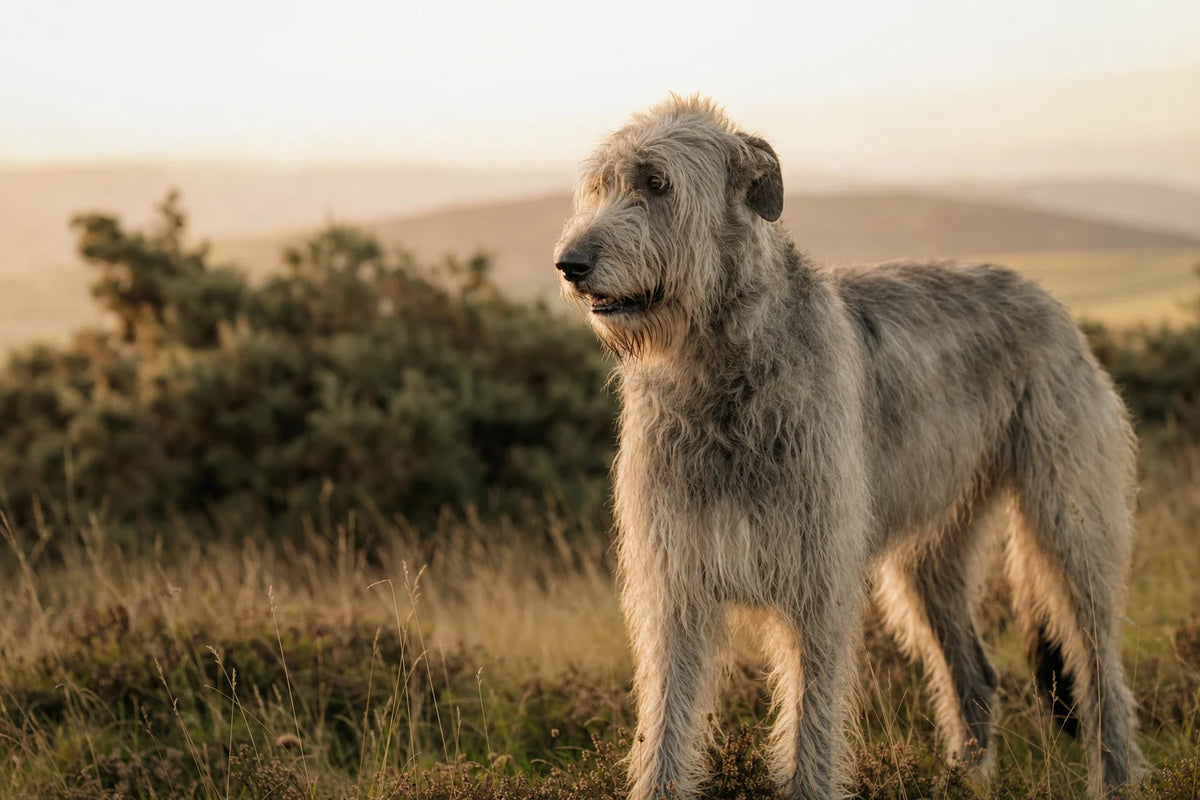 A healthy Irish Wolfhound