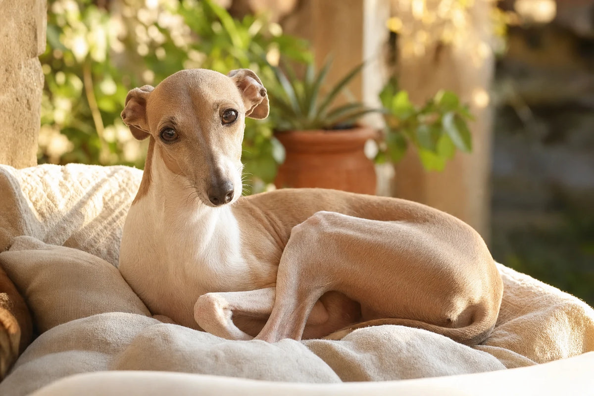 A healthy Italian Greyhound