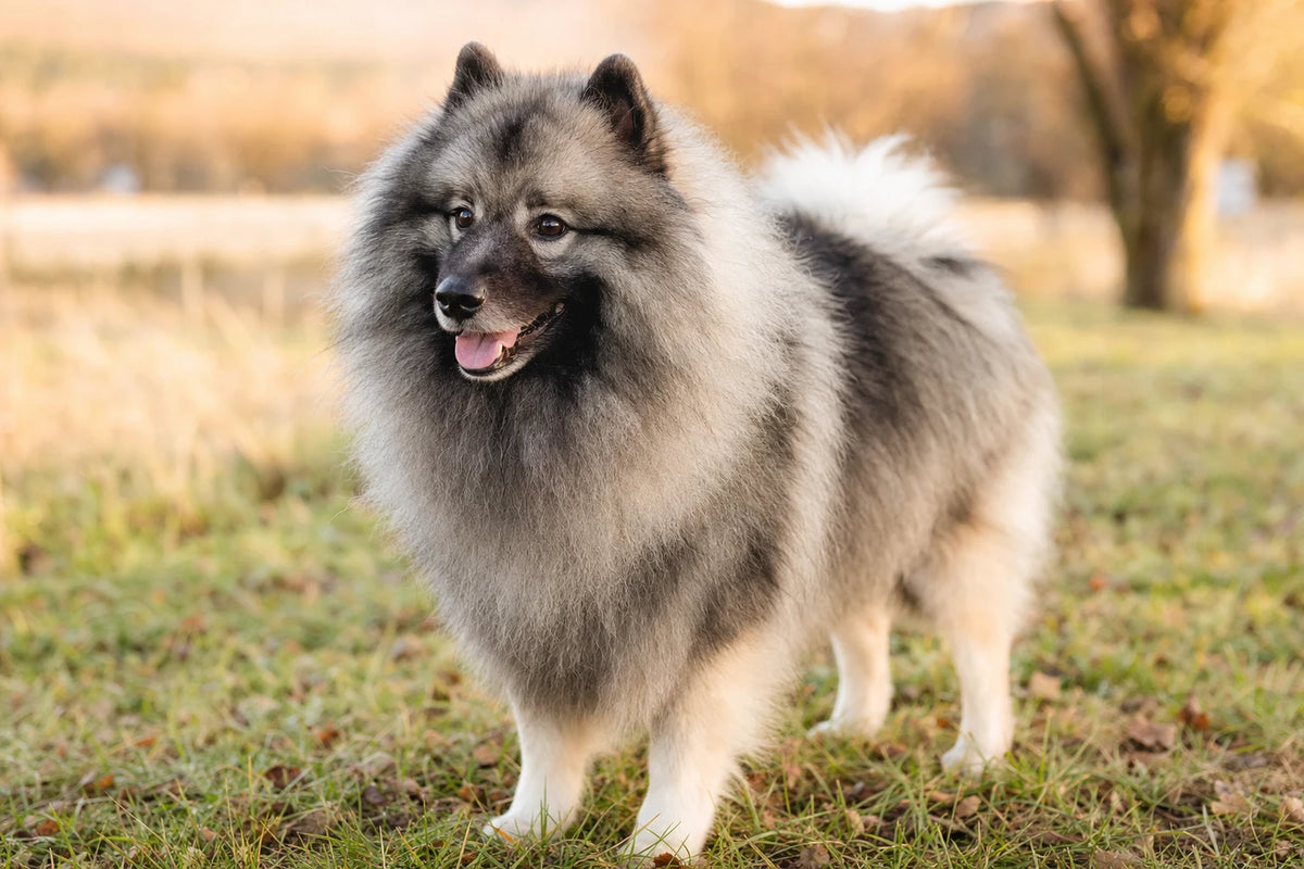 A healthy Keeshond