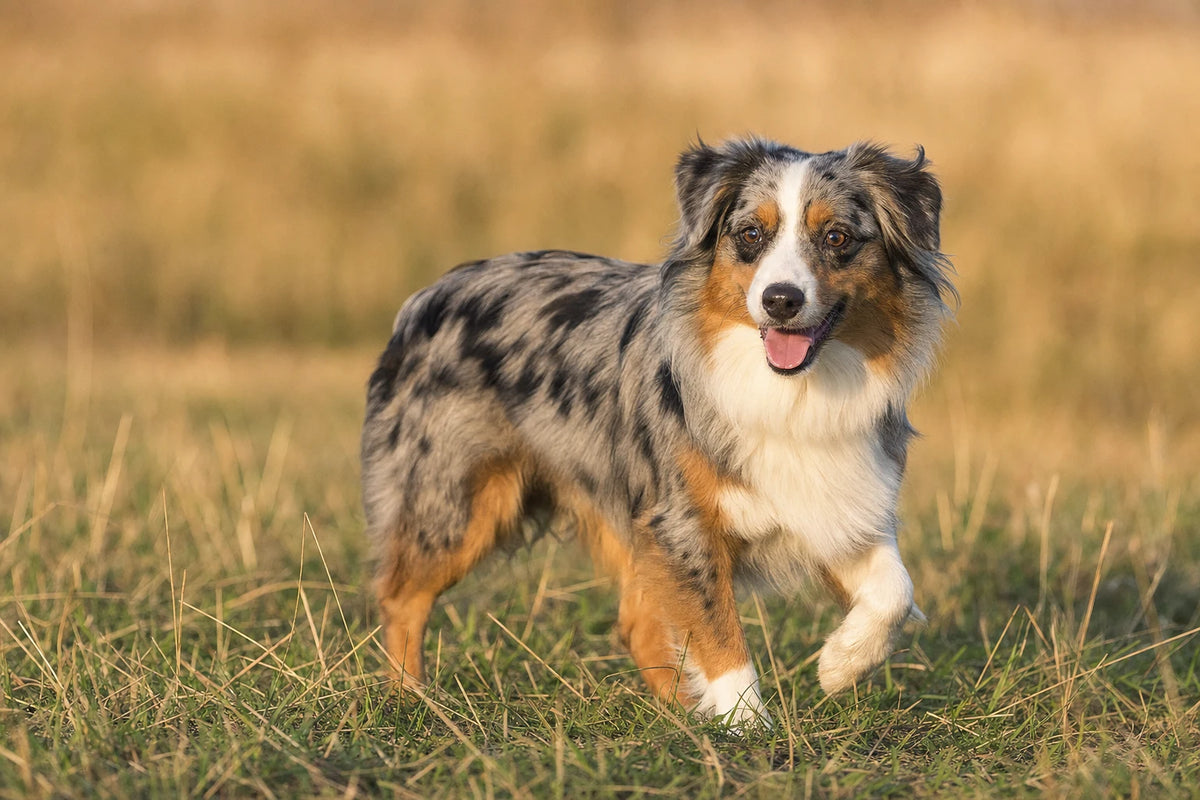 A healthy Miniature American Shepherd