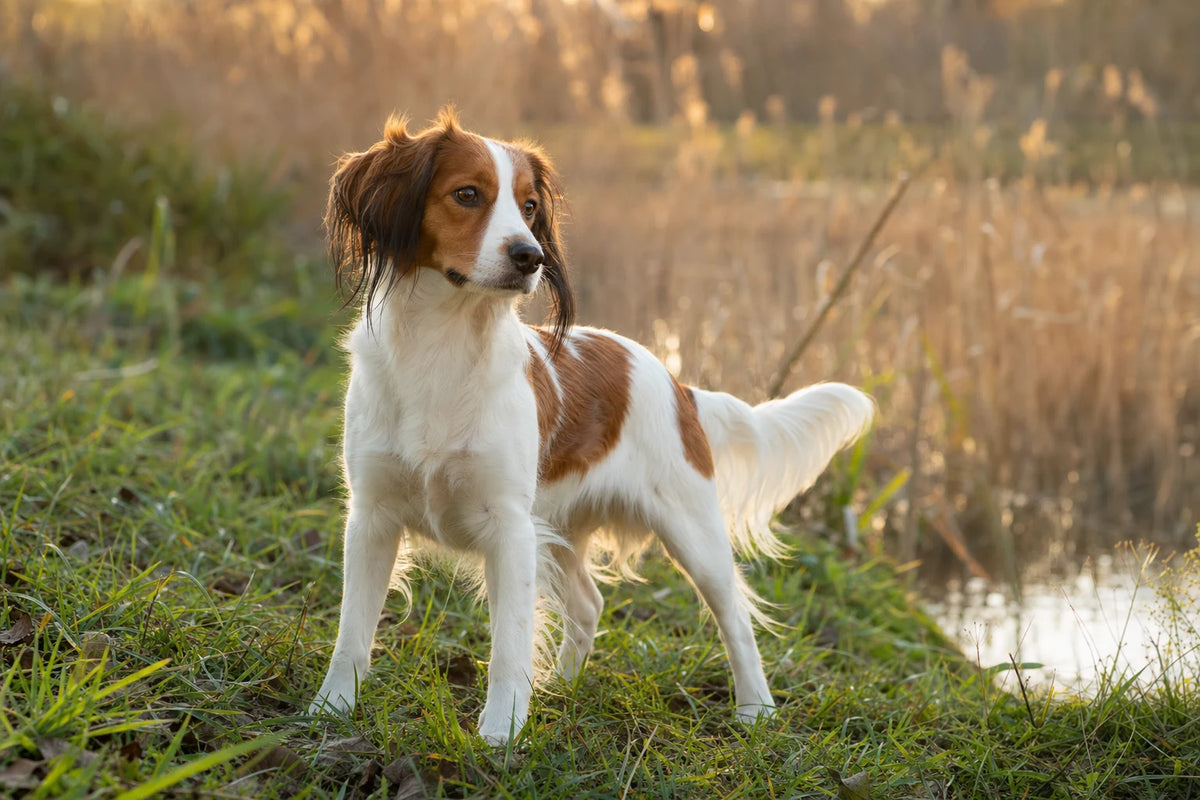 A healthy Nederlandse Kooikerhondje
