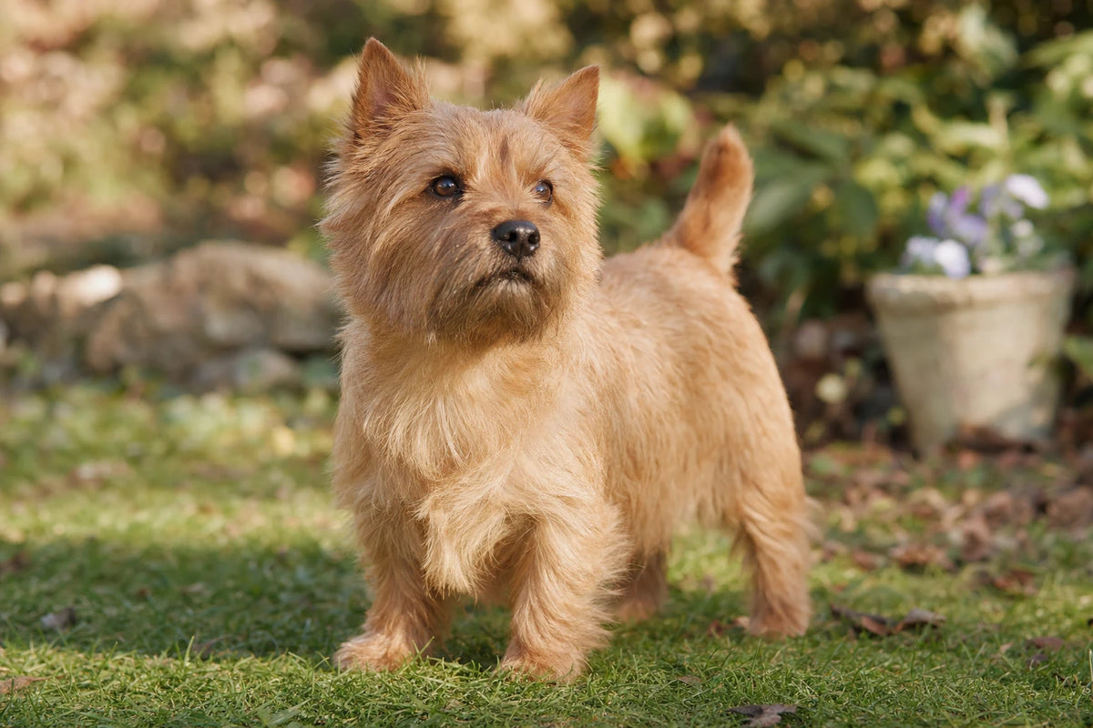 A healthy Norwich Terrier