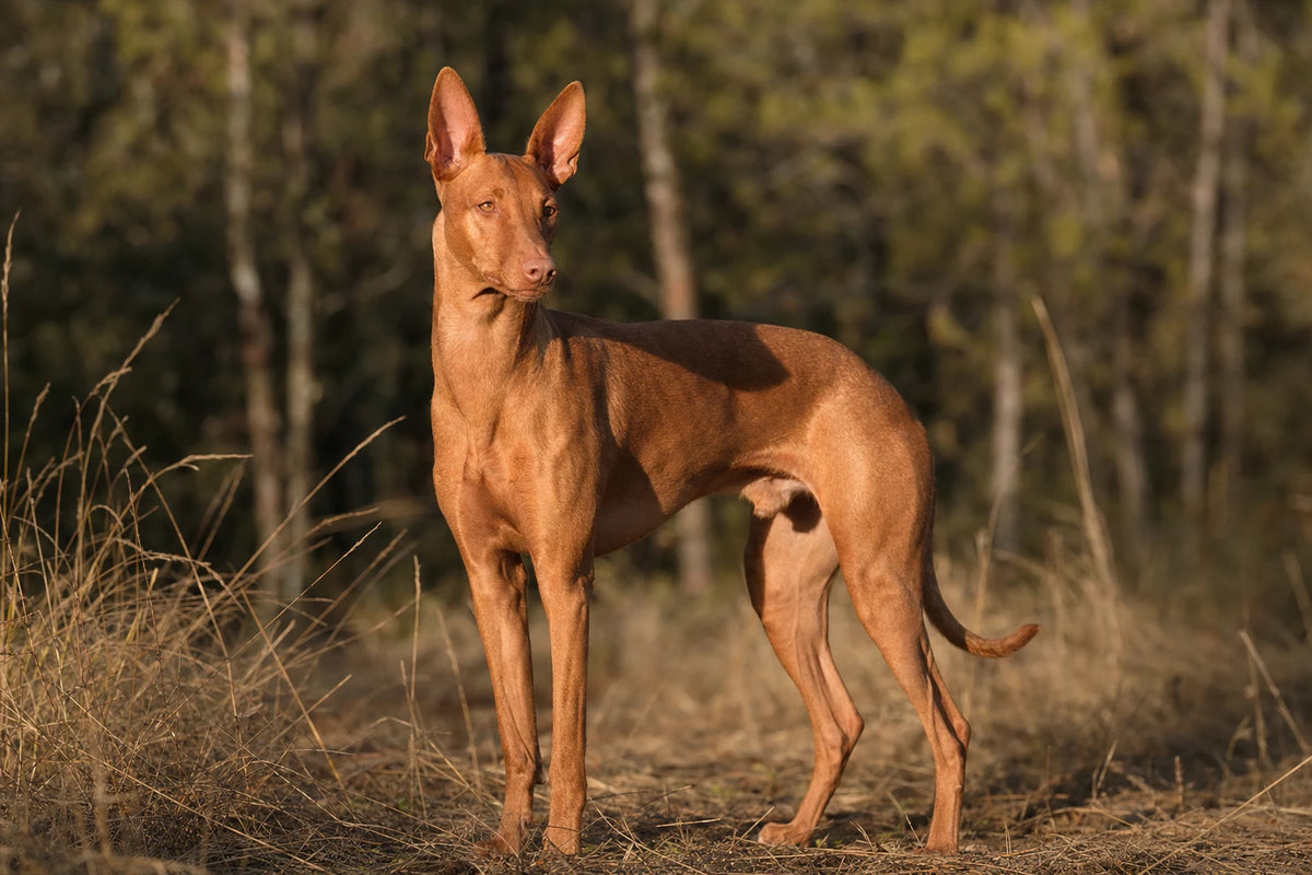 A healthy Pharaoh Hound