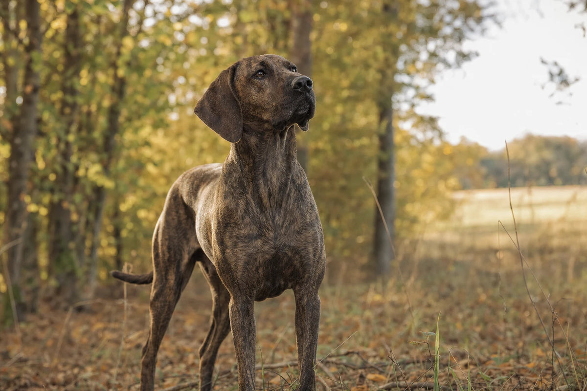 A healthy Plott Hound