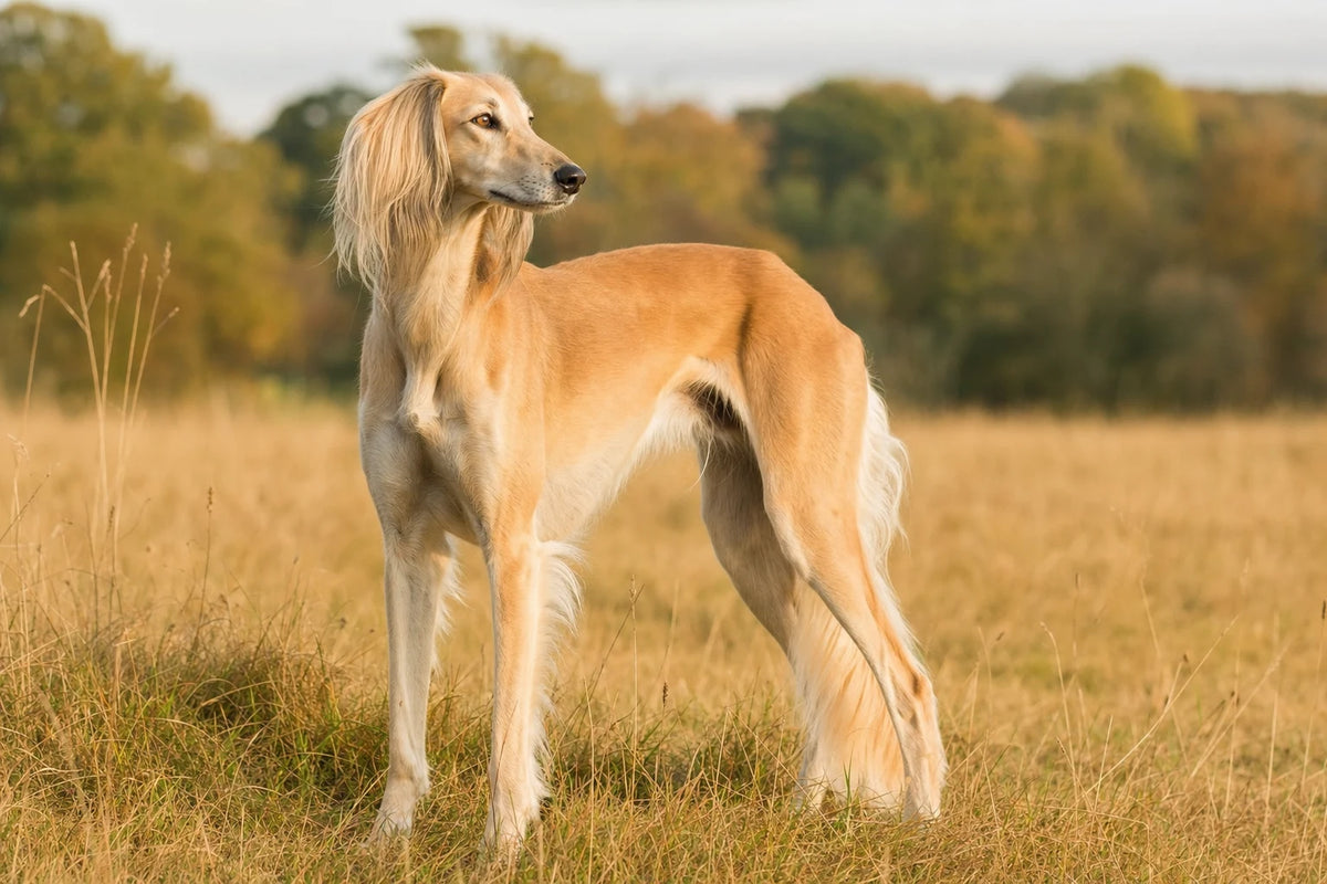A healthy Saluki