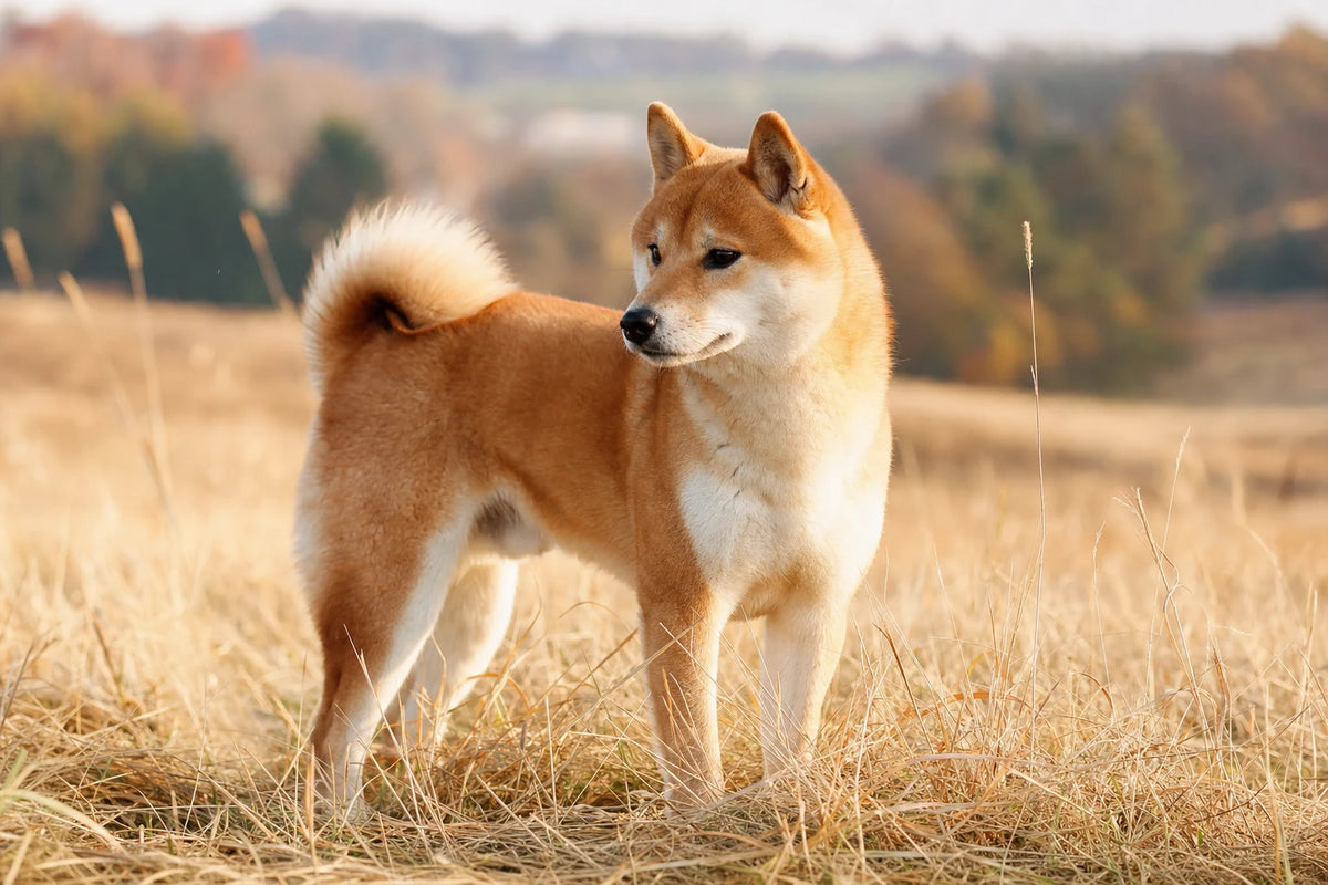 A healthy Shiba Inu