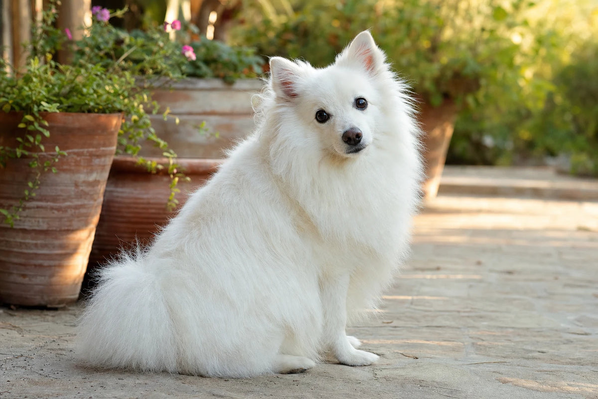 A healthy Volpino Italiano