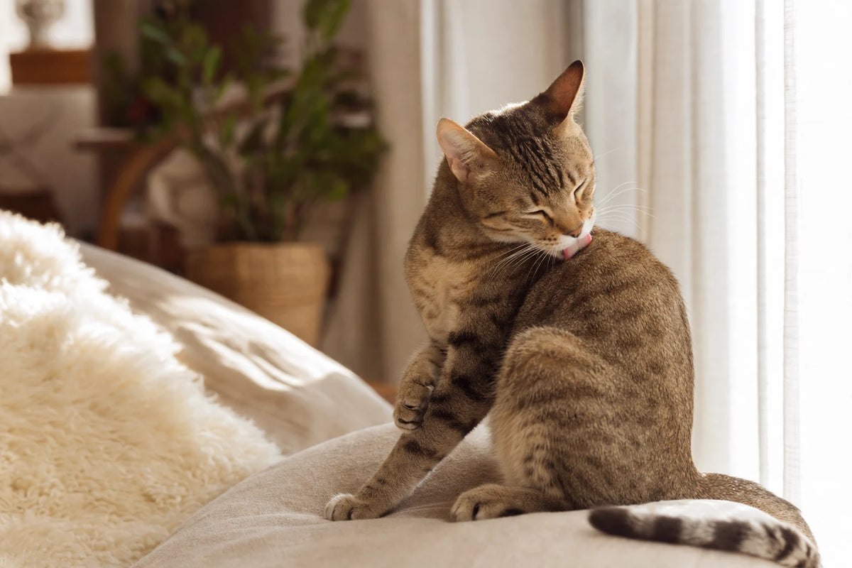 A healthy Hairball Control cat
