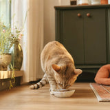 A content cat eating Land Animal food