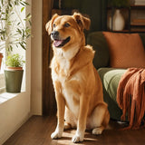A thriving Land Animal dog at home