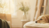 la-mission-voices-bg.webp